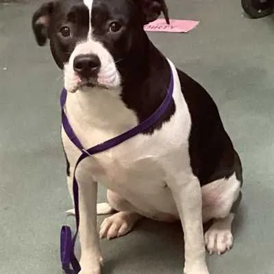 Patty Cake, American Staffordshire Terrier