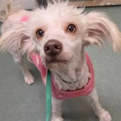 Sora, King Of Hearts, Poodle Miniature