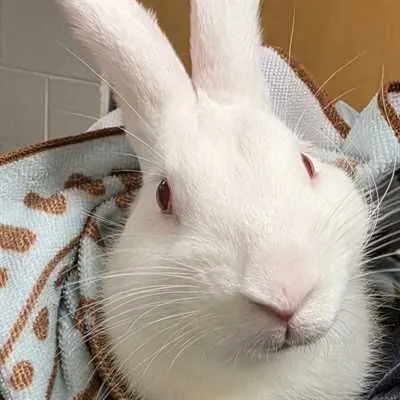 Bunnicula, Flemish Giant