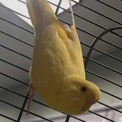 Poppy, Parakeet (Other)