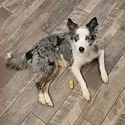 Sky, Sheltie, Shetland Sheepdog Australian Shepherd mix