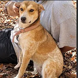 Bella, Cattle Dog Australian Shepherd mix