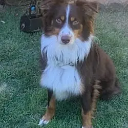 Rusty, Australian Shepherd mix