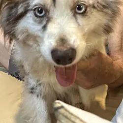 Jake, Australian Shepherd