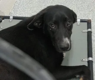 Opal, Great Pyrenees and Labrador Retriever mix