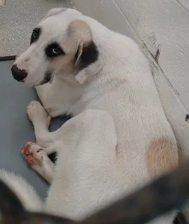 Bob, Great Pyrenees and Labrador Retriever mix
