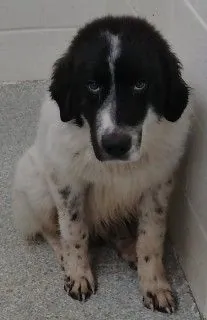 Panda, Great Pyrenees and Labrador Retriever mix