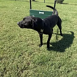 Duke, Labrador Retriever