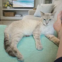 Gizmo, Siamese