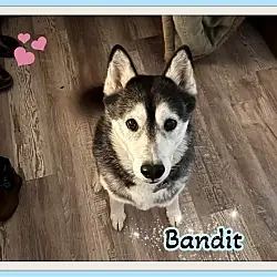 Bandit, Husky