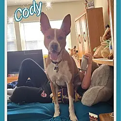 Cody, Australian Cattle Dog mix