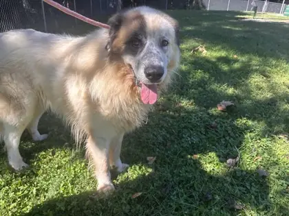 Oso, Great Pyrenees mix