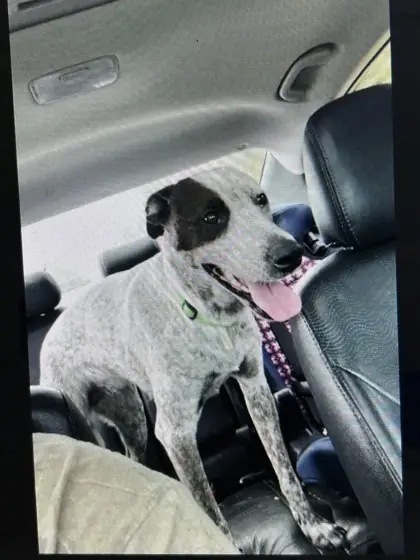 Maggie, Australian Cattle Dog and Golden Retriever