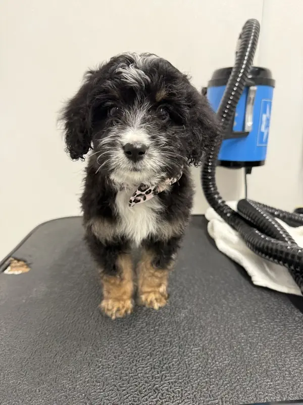Lola, Bernese Mountain Dog and Poodle (Miniature) mix