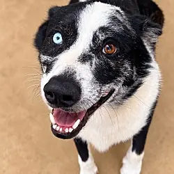Cujo, Border Collie Mixed Breed (Medium) mix