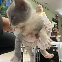 Hot Cross, Domestic Shorthair