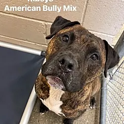 Ribeye, Terrier (Unknown Type, Small) American Bulldog mix