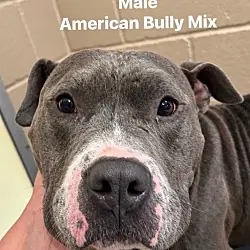 Sirloin, Terrier (Unknown Type, Small) American Bulldog mix