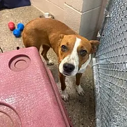 Raven, Australian Cattle Dog Mixed Breed (Medium) mix