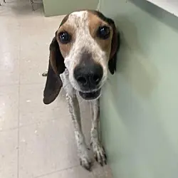 Boone aka Bodie, Bluetick Coonhound