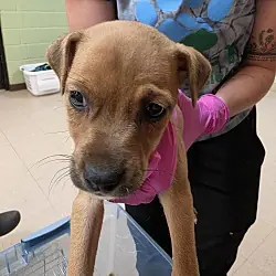 Nettle aka Ella, Jack Russell Terrier Feist mix