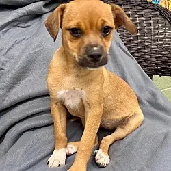 Oolong aka Zoey, Jack Russell Terrier Feist mix