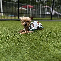 Harper, Yorkie, Yorkshire Terrier