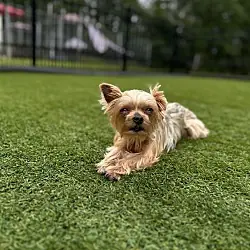 Harley, Yorkie, Yorkshire Terrier