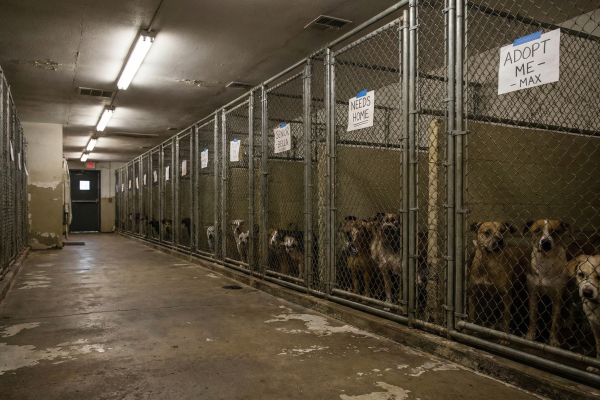 North Carolina’s Pet Overpopulation Crisis: What the Numbers Really Show