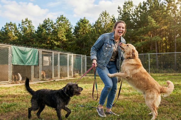 How to Volunteer at an Animal Shelter in North Carolina