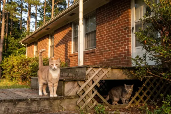 Feral vs. Stray Cats: How to Tell the Difference