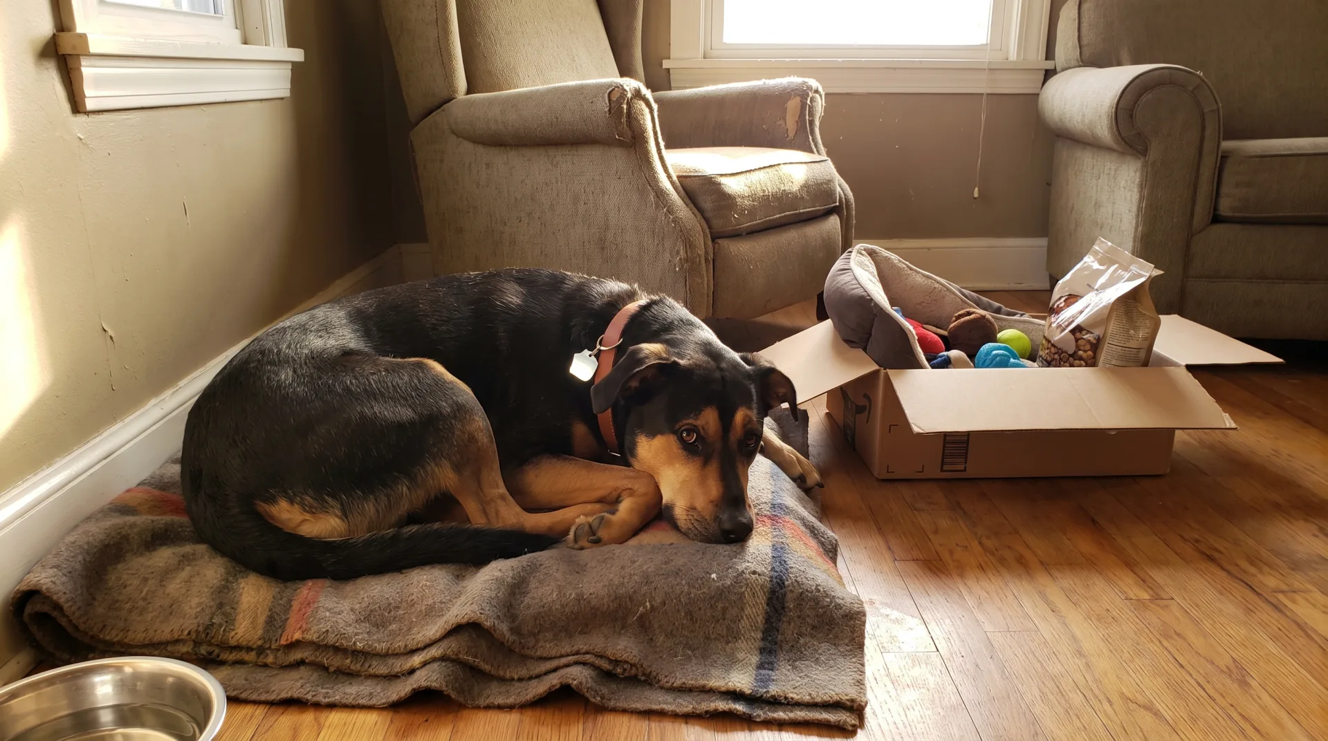 A newly adopted black and tan mixed-breed dog curled on a folded wool blanket on the hardwood floor of a modest living room, head resting on its paws with eyes open and watchful, wearing a new collar and tag, beside an open cardboard box of dog supplies and a metal water bowl in warm window light