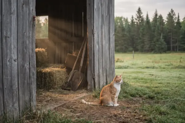 Barn Cats and Working Cat Programs: A Second Chance for NC’s Unadoptable Cats